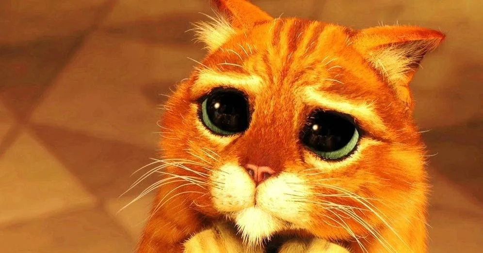 Katze betteln shrek