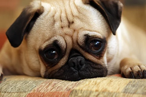 Sad Puppy Hund 