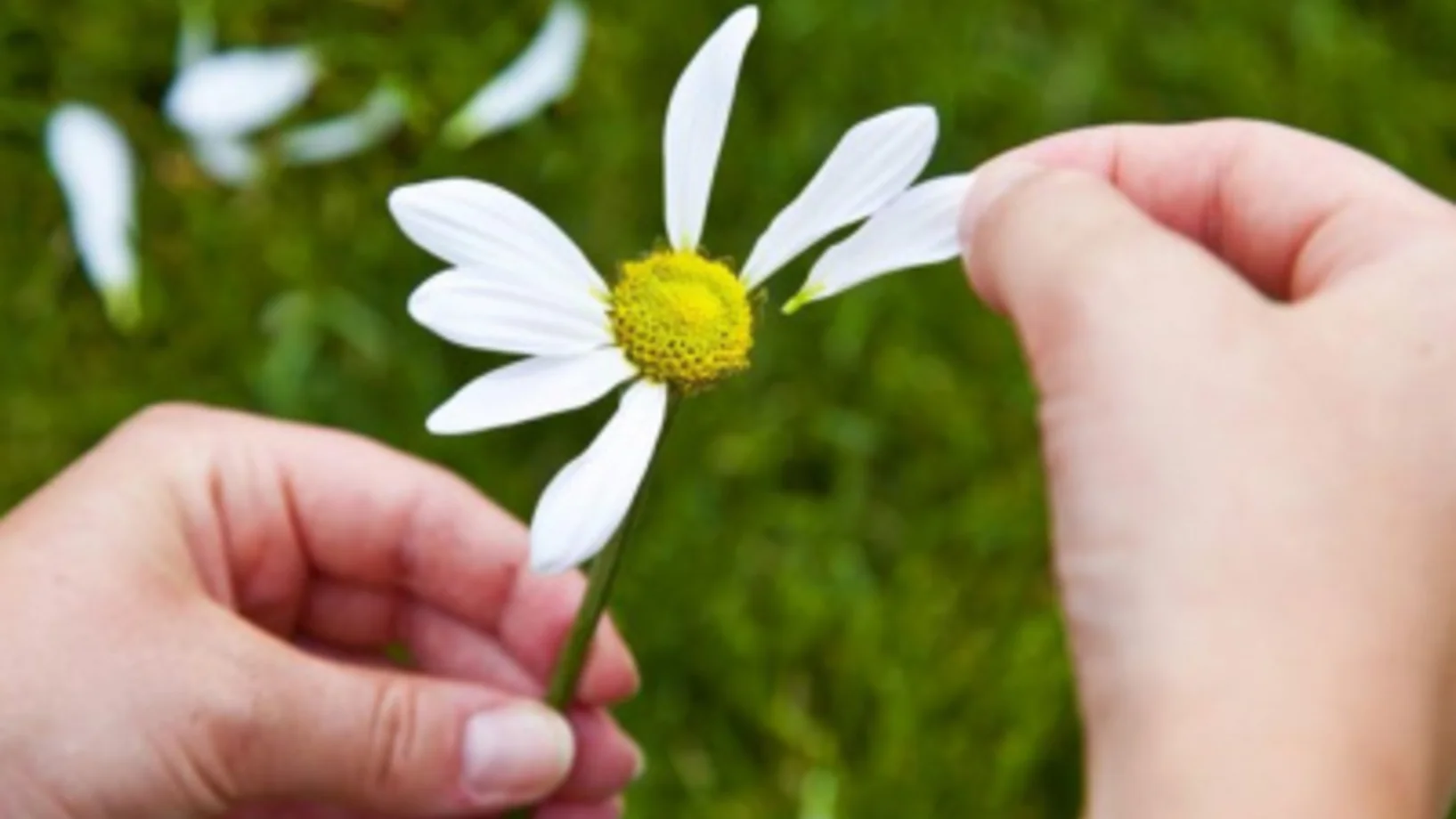 Blume