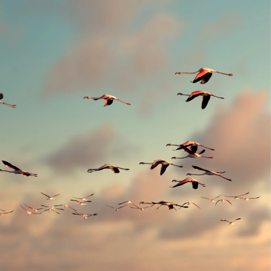 Migration Vögel